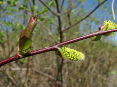 Salix pyrolifolia
