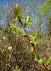 Salix pyrolifolia