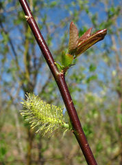 Salix pyrolifolia
