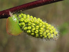 Salix pyrolifolia