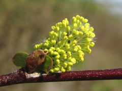 Salix pyrolifolia