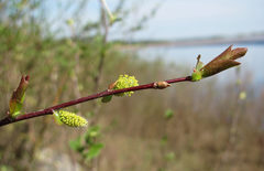 Salix pyrolifolia