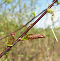 Salix pyrolifolia