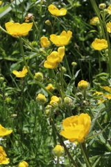 Ranunculus propinquus subborealis