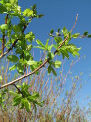 Salix pyrolifolia