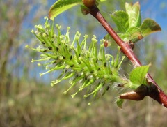 Salix pyrolifolia