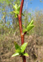 Salix pyrolifolia