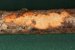 Phanerochaete sanguinea