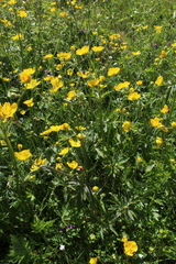 Ranunculus propinquus subborealis