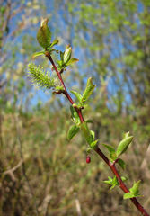 Salix pyrolifolia