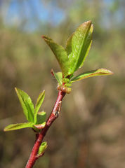 Salix pyrolifolia