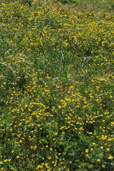 Ranunculus propinquus subborealis