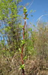 Salix pyrolifolia