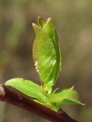 Salix pyrolifolia