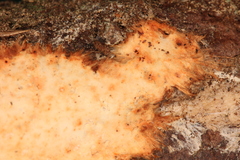 Phanerochaete sanguinea