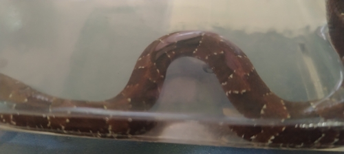 Mexican Cantil