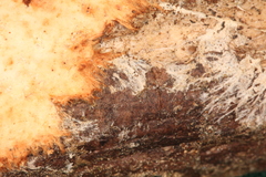 Phanerochaete sanguinea