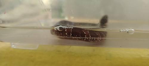 Mexican Cantil