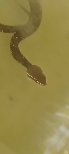 Mexican Cantil