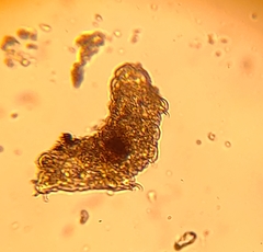 Eutardigrada