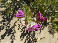 Podalyria variabilis