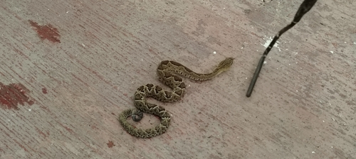 Basilisk Rattlesnake