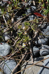 Euphrasia wettsteinii