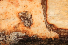 Phanerochaete sanguinea