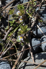 Euphrasia wettsteinii