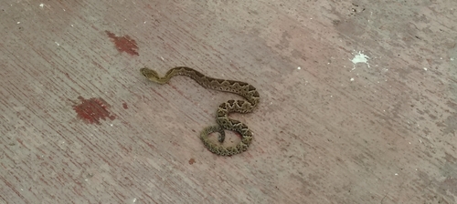 Basilisk Rattlesnake