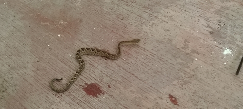 Basilisk Rattlesnake