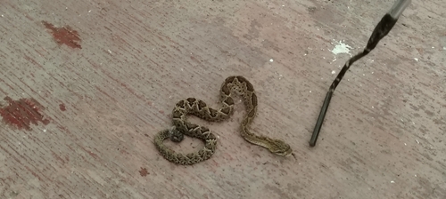 Basilisk Rattlesnake