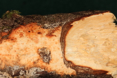 Phanerochaete sanguinea
