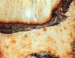 Phanerochaete sanguinea
