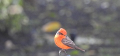 Pyrocephalus rubinus