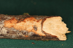 Phanerochaete sanguinea