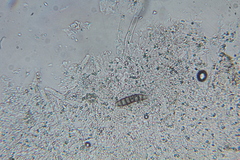 Phanerochaete sanguinea