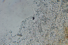 Phanerochaete sanguinea