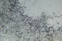 Phanerochaete sanguinea