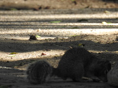 Otospermophilus variegatus