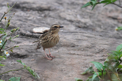 Anthus nilghiriensis