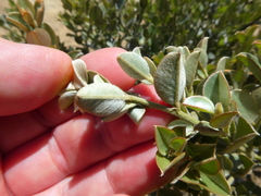 Podalyria variabilis