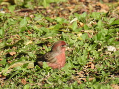 Haemorhous mexicanus