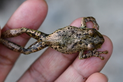 Scinax caprarius