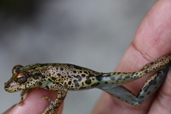 Scinax caprarius