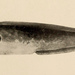 Kingklip - Photo Vol. 4: Pisces, 1845, plate xxxi, no known copyright restrictions (public domain)