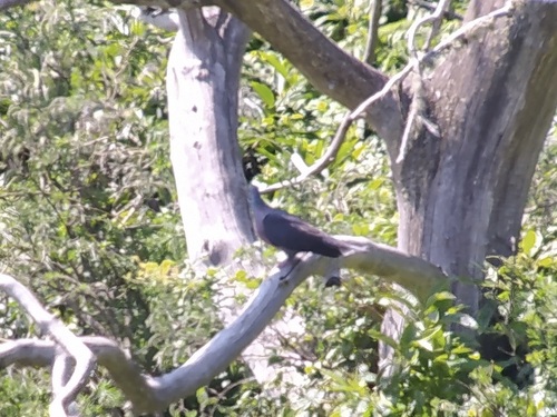 Paloma turqué (Columba bollii)