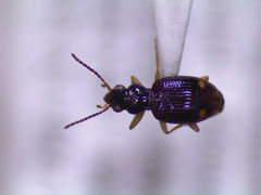Bembidion frontale