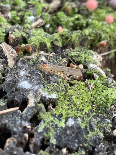Unknown species found near W K Kellogg Experimental Forest, Augusta, MI, US
