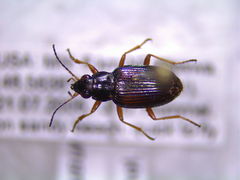 Bembidion confusum